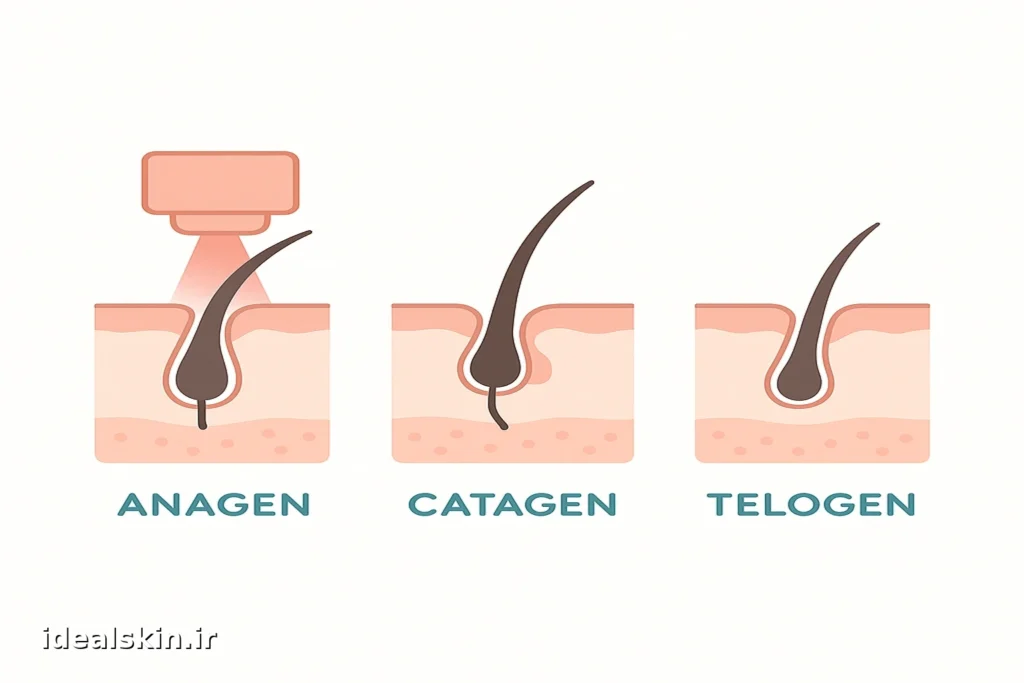 چرخه رشد مو (ANAGEN / CATAGEN / TELOGEN)